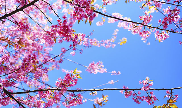 Celebrate the National Cherry Blossom Festival